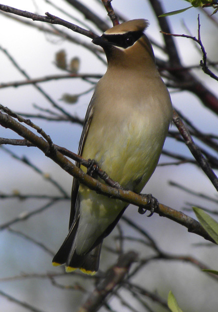 Cedar Waxwing, summer