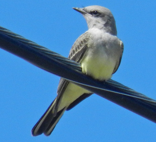 Western Kingbird juvenile in late summer