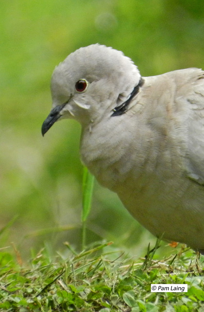 Eurasian Collared Dove Close