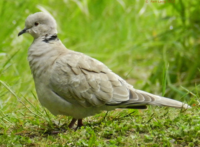 Eurasian Collared Dove