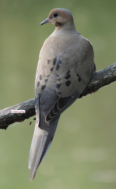 Mourning Dove