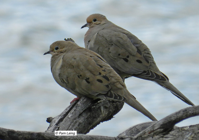 Mourning Doves Pair