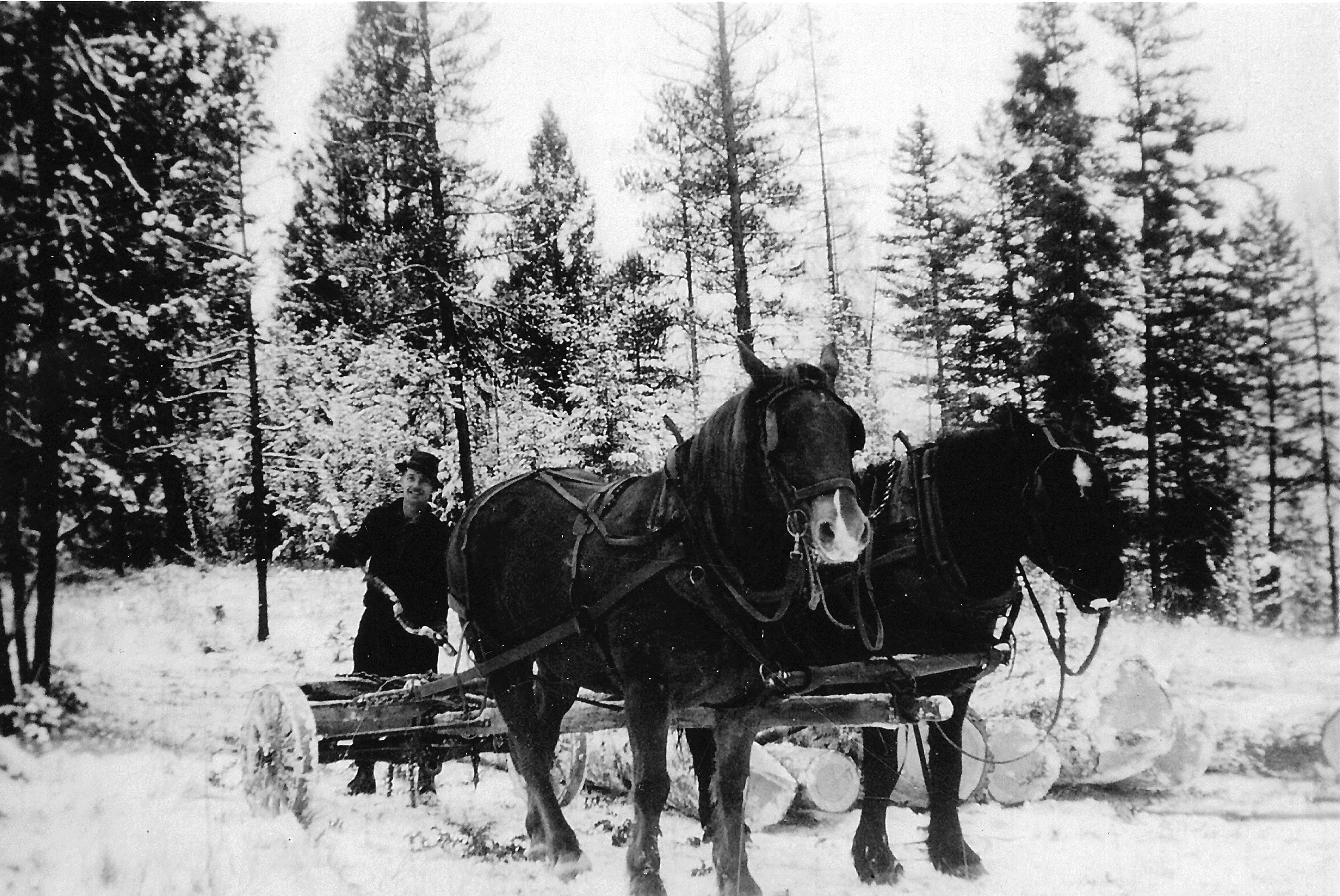 Harry and his team delivering logs 