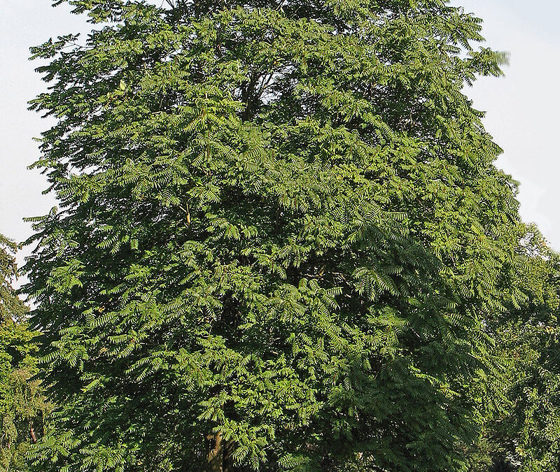 800px-Götterbaum_(Ailanthus_altissima)