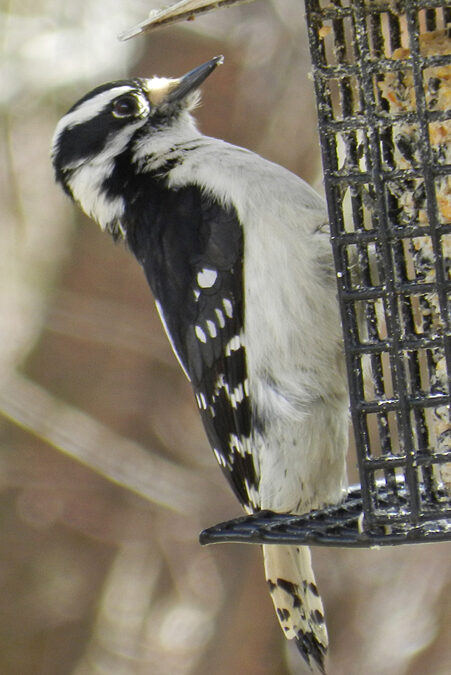 Downy Woodpecker, female
