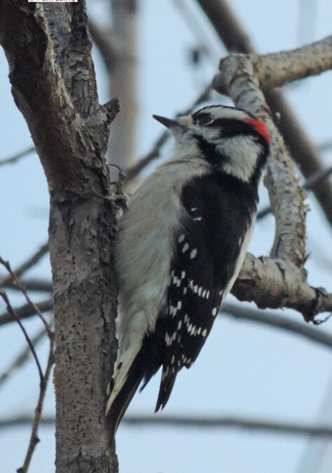 Downy Woodpecker, male