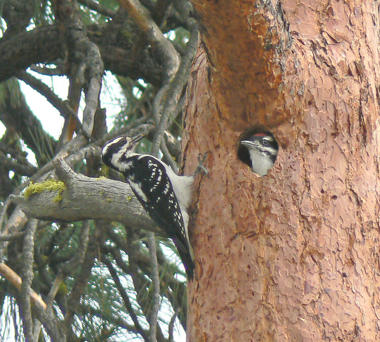 Hairy Woodpecker female feeding a young male