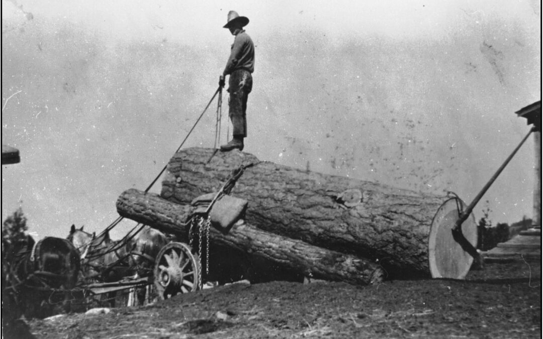 John McClure Fir Valley