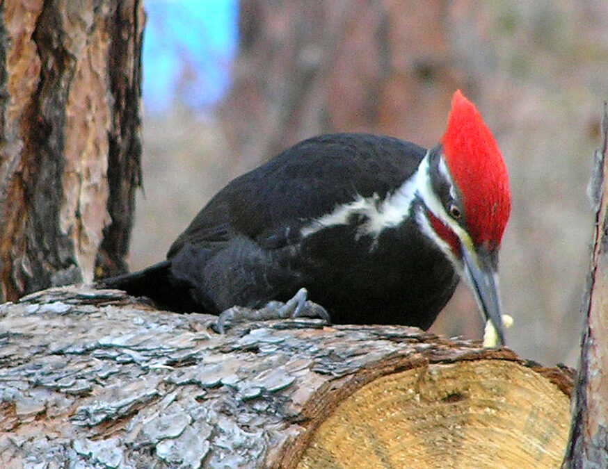 Pileated Woodpecker male with juicy grub