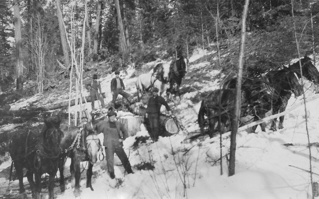 thomson lumber part 2 pic 1