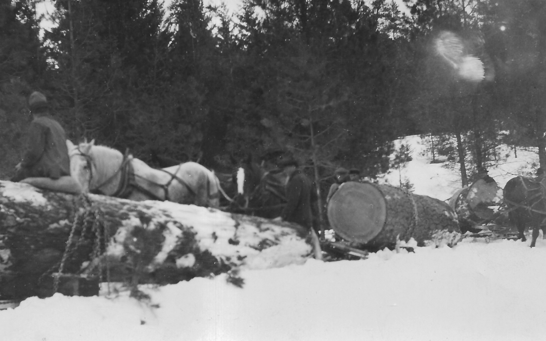 thomson lumber part 2 pic 2