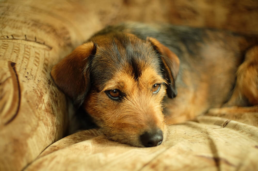 Owners of the V Bar V Ranch, Joseph Hayton