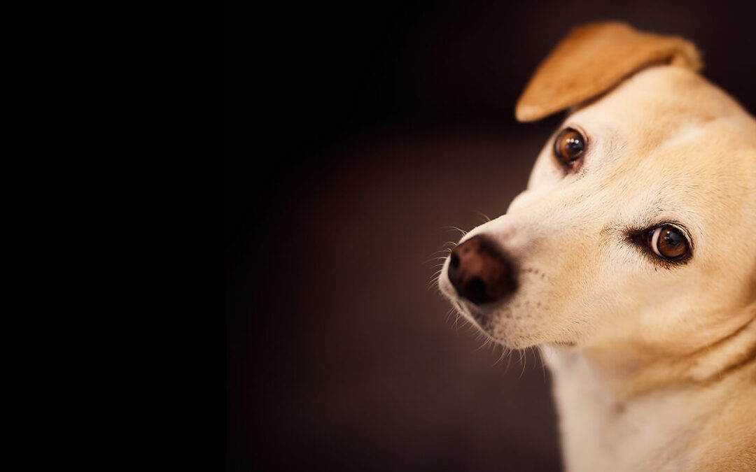 Which Bird might I see today? – SUMMER –