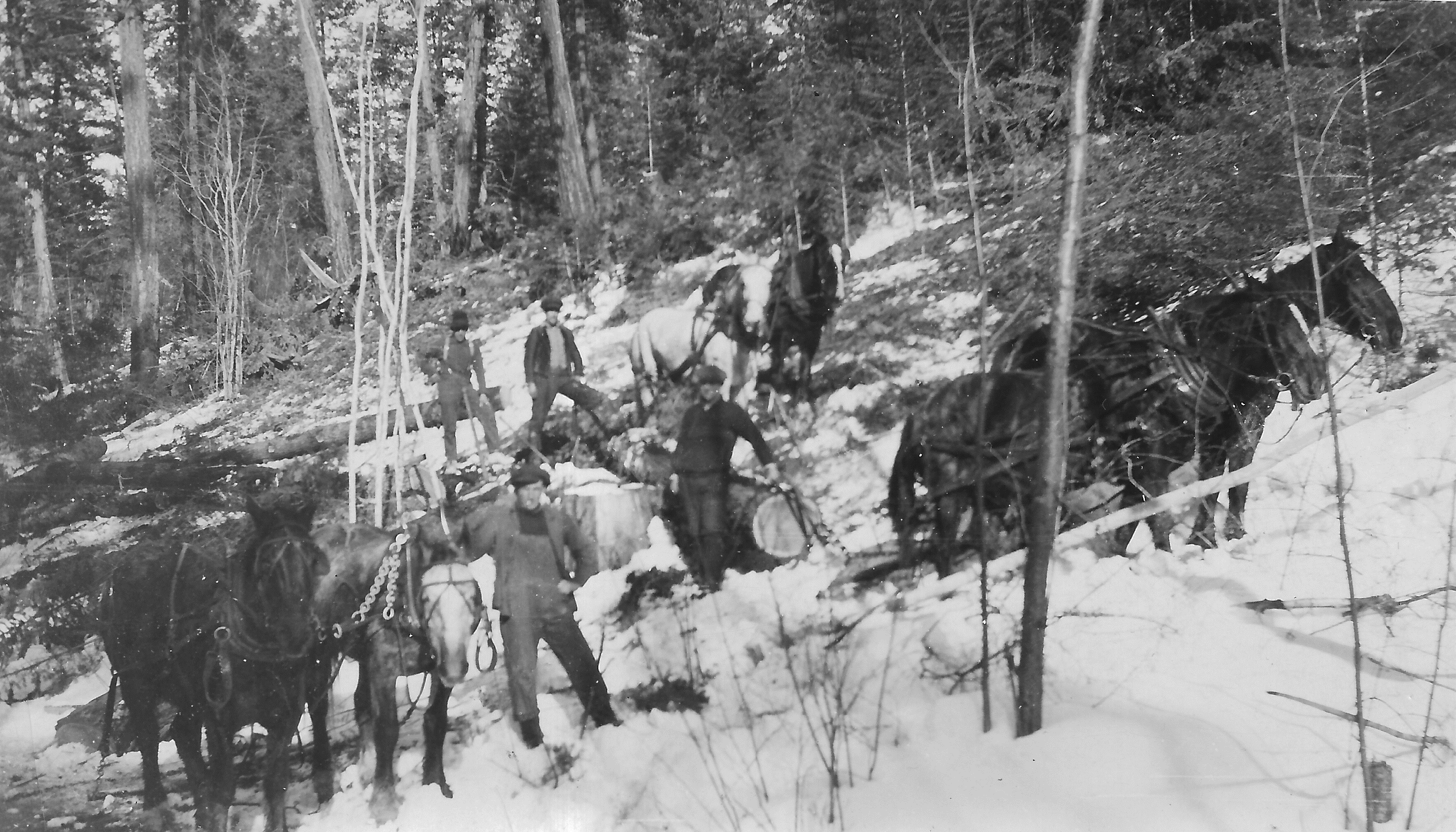 Fir Valley horse logging operations – Part 2