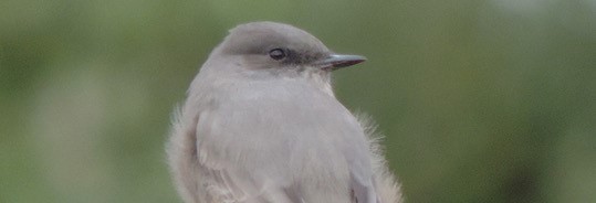 Which Bird might I see today? SUMMER Flycatchers