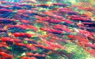History of Kokanee in the Okanagan: Part 1