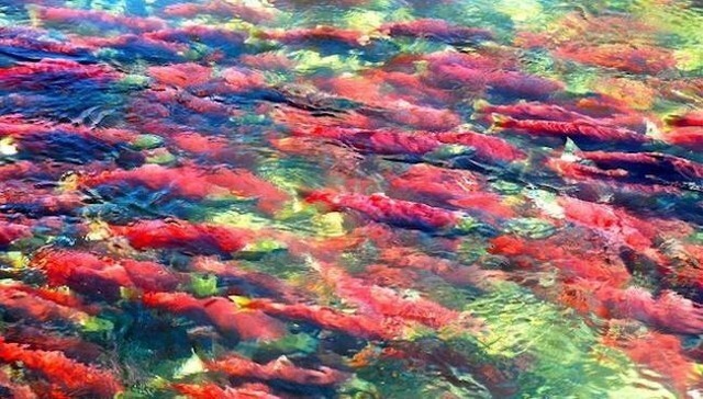 History of Kokanee in the Okanagan: Part 1