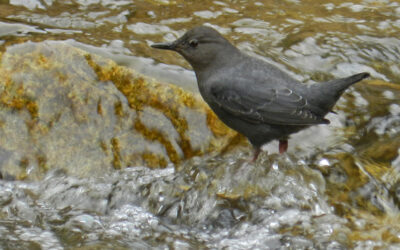 Which Bird might I see today? – WINTER – American Dipper