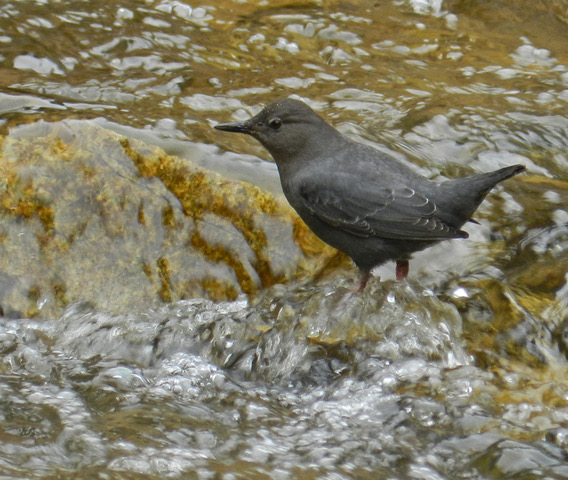Which Bird might I see today? – WINTER – American Dipper