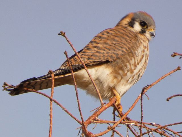 Which Bird might I see today? – FALL –