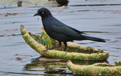 Which Bird might I see today? – SPRING –