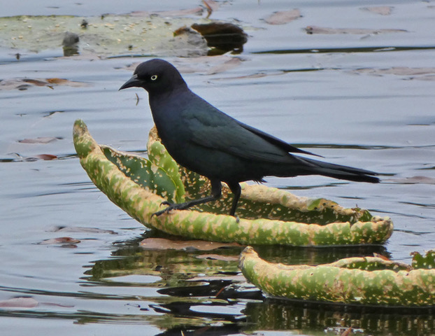 Which Bird might I see today? – SPRING –