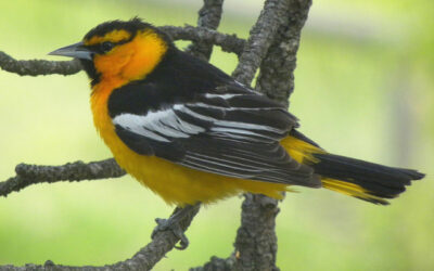 Which Bird might I see today? – SUMMER –