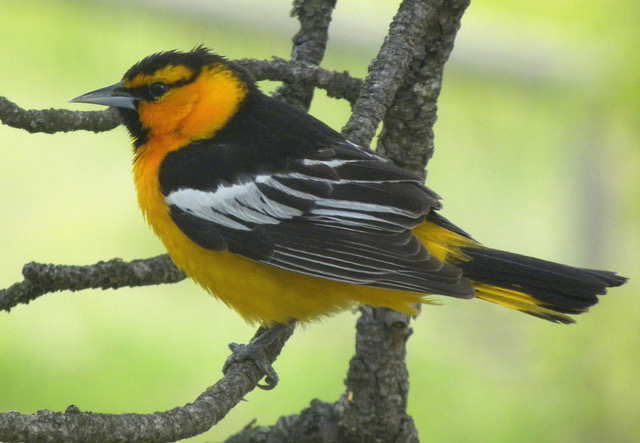 Which Bird might I see today? – SUMMER –