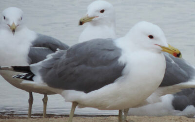 Which Bird might I see today? – FALL –