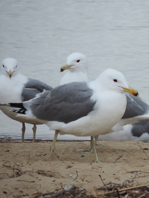 Which Bird might I see today? – FALL –