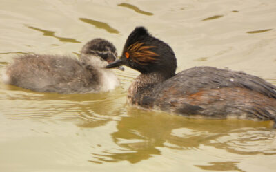 Which Bird might I see today? – SUMMER – Two More Grebes