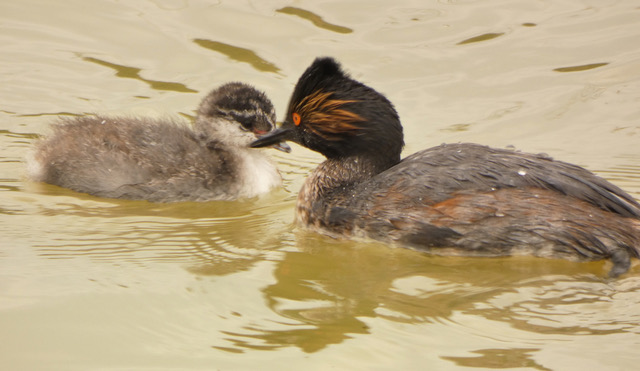 Which Bird might I see today? – SUMMER – Two More Grebes