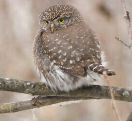 Which Bird might I see today? – WINTER –