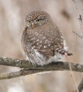 Which Bird might I see today? – WINTER –