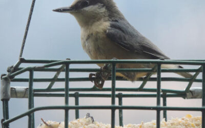 Which Bird might I see today? – FALL –Nuthatches and creeper