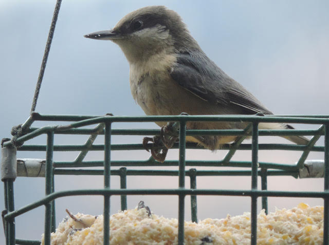 Which Bird might I see today? – FALL –Nuthatches and creeper