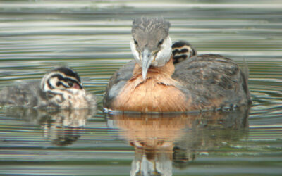 Which Bird might I see today? – SPRING –