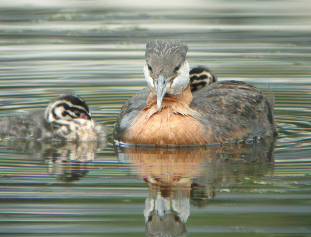 Which Bird might I see today? – SPRING –