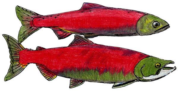 The Life Cycle of Kokanee: Part 2