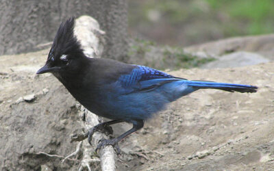 Which Bird might I see today? – WINTER –Steller’s Jay
