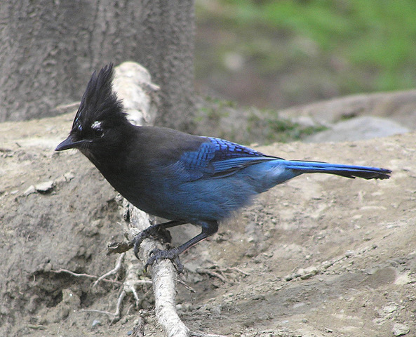 Which Bird might I see today? – WINTER –Steller’s Jay