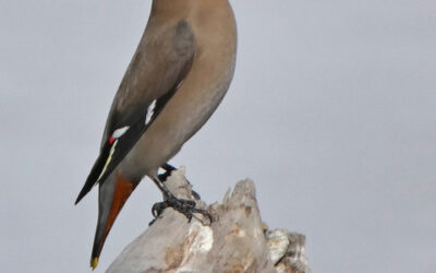 Which Bird might I see today? – FALL –