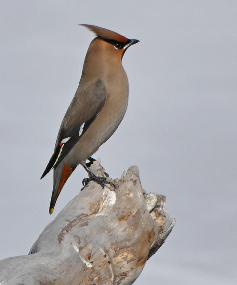 Which Bird might I see today? – FALL –