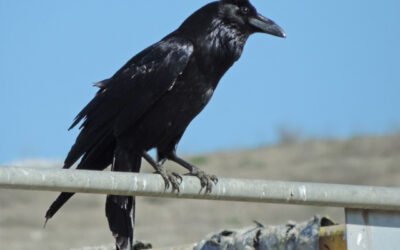 Which Bird Might I See Today? -WINTER-