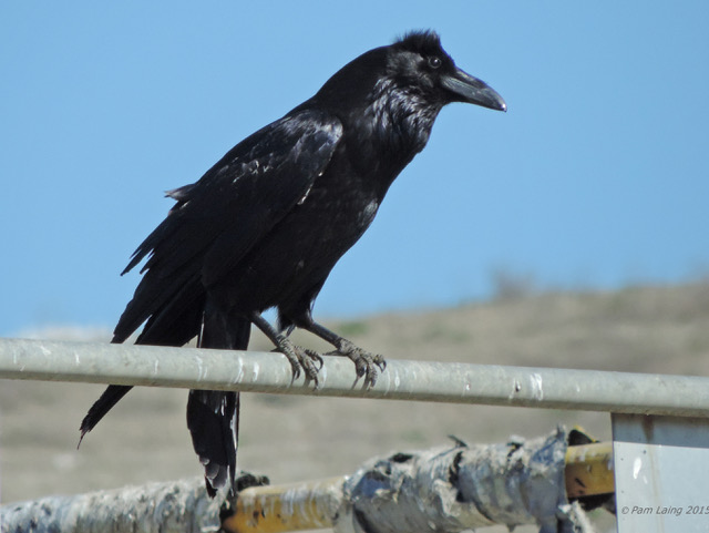 Which Bird Might I See Today? -WINTER-