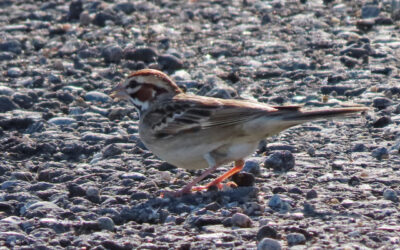 Which Bird might I see today? – SUMMER – A ‘summer’ sparrow