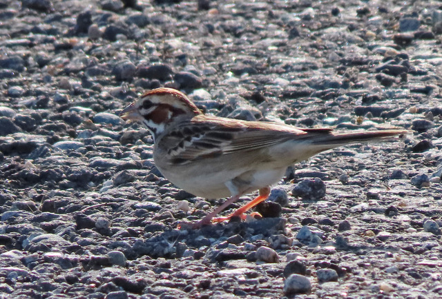 Which Bird might I see today? – SUMMER – A ‘summer’ sparrow