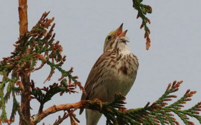 Which Bird might I see today? – SPRING –Two migrating sparrows