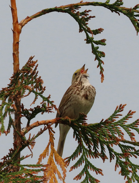 Which Bird might I see today? – SPRING –Two migrating sparrows