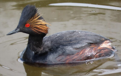 Which Bird Might I See Today? -SPRING- 2024